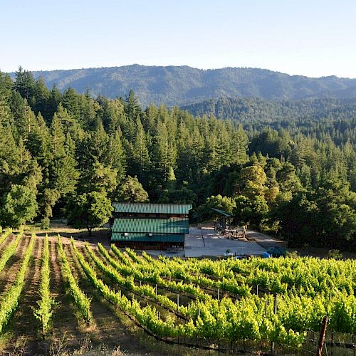 The image shows a vineyard with rows of grapevines, a building in the middle, and forested mountains in the background under a clear sky.